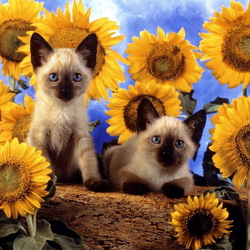 Пазл: Котонатюрморт