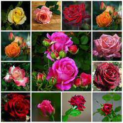 Пазл: Розы