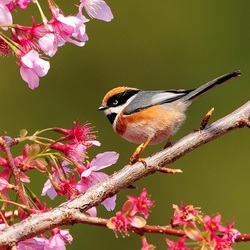 Пазл: Птичка-невеличка