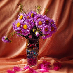 Пазл: Астры