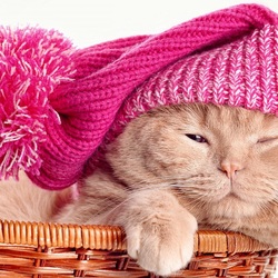 Пазл: Довольный кот