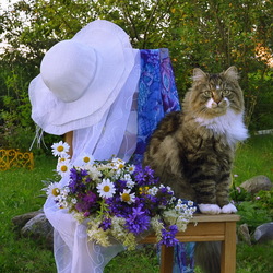 Пазл: Котонатюрморт