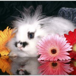 Пазл: Кролик в герберах