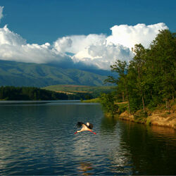 Пазл: Веститель весны