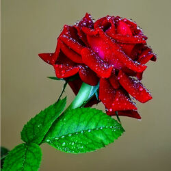 Пазл: После дождя