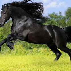 Пазл: Конь вороной 