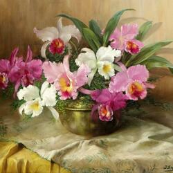 Пазлы на тему «Орхидеи»