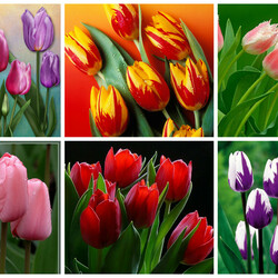 Пазл: Тюльпаны