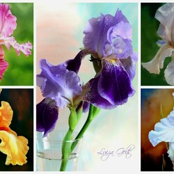 Пазл: Ирисы