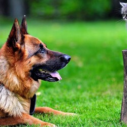 Пазл: Внимай мне, Шарик 