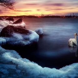 Пазл: Одинокий лебедь 