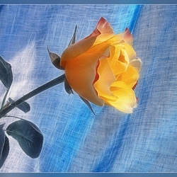 Пазл: Как ты красива!