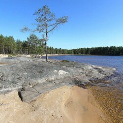 Пазл: Сосна растет на камне