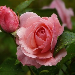 Пазл: Розочка