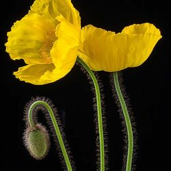 Пазл: Желтые маки