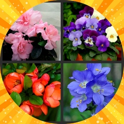 Пазл: Цветы