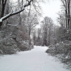 Пазл: Зимний лес
