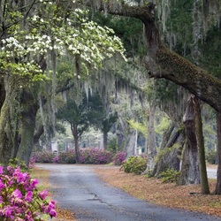 Пазл: Аллея