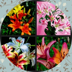Пазл: Лилии