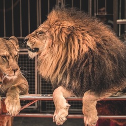 Пазл: Львы