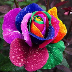 Пазл: Пёстрая роза