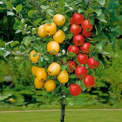 Пазл: Яблочки