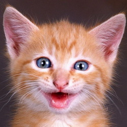 Пазл: Котёнок