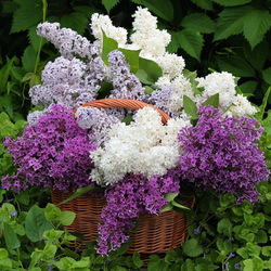 Пазл: Корзина с сиренью