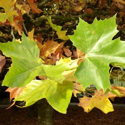 Пазл: Кленовые листья