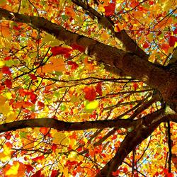 Пазл: Осень