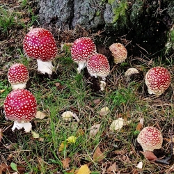 Пазл: Мухоморы