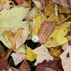 Пазл: Опавшие листья