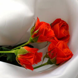 Пазл: Красные розы