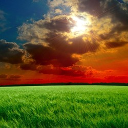 Пазл: Закат над полем