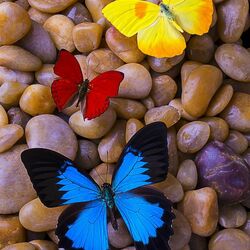 Пазл: Три бабочки на камнях