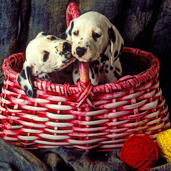 Пазл: Два маленьких далматинца