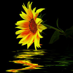 Пазл: Подсолнух