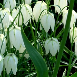 Пазл: Белые цветочки