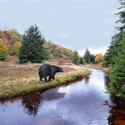 Пазл: Черный медведь 