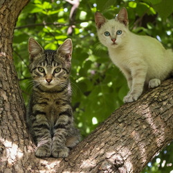 Пазл: Нам сверху видно всё, ты так и знай!