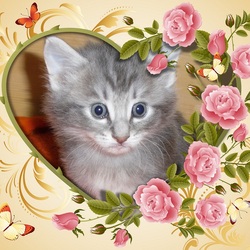 Пазл: Серый котенок