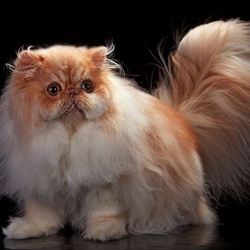 Пазл: Пушистый кот