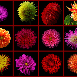 Пазл: Георгины