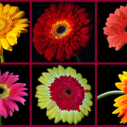 Пазл: Герберы