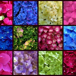 Пазл: Гортензии