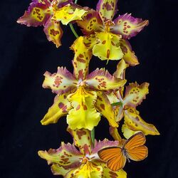 Пазл: Любимые орхидеи