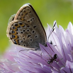 Пазл: Флора и фауна