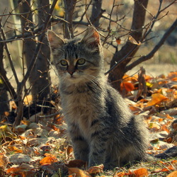 Пазл: Осенний котик