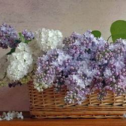 Пазл: Корзина с сиренью