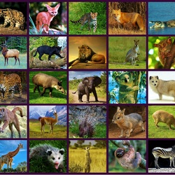 Пазл: Коллаж